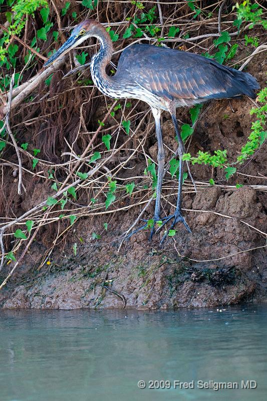 20090608_171820 D300 (1) X1.jpg - Please e-mail me if you know the names of any of these birds